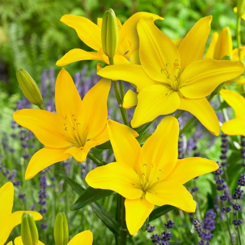 Lilium 'Easy Sun' - Liilia 'Easy Sun' 